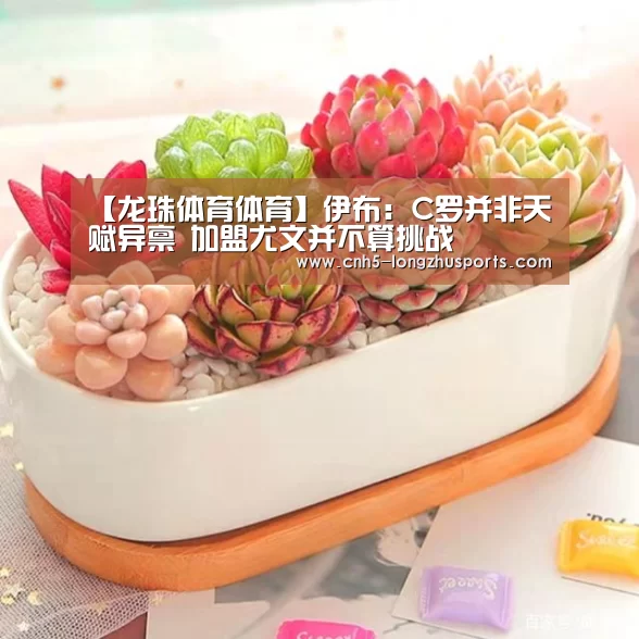 龙珠体育体育