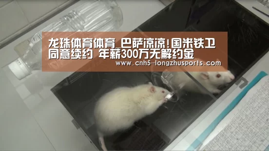 龙珠体育体育
