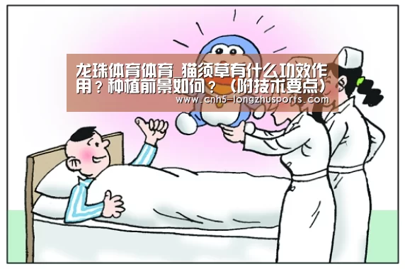 龙珠体育体育