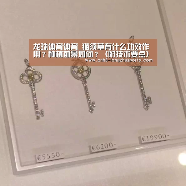 龙珠体育
